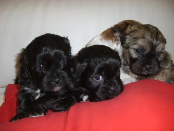 VENDO INCREIBLE CAMADA DE LHASA APSO