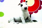 Bullterrier - Cachorritos de Calidad - ( Blancos con Parches )- www.animalflower.es - mejor precio | unprecio.es