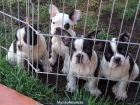 Camada de Bulldog Frances 275€ - mejor precio | unprecio.es