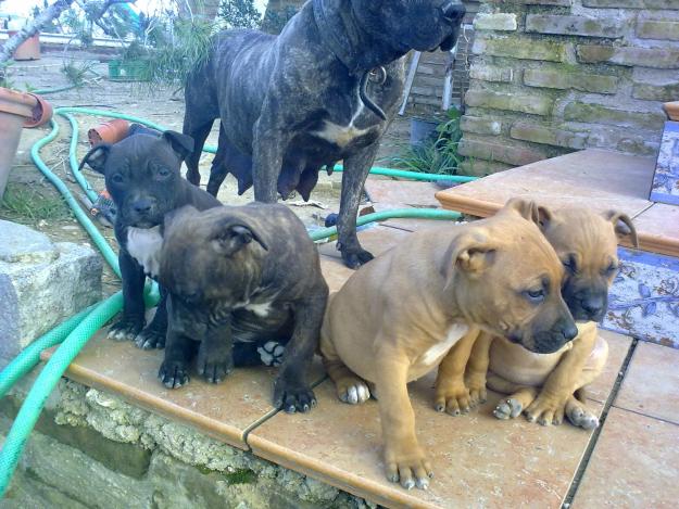 camada de pitbull