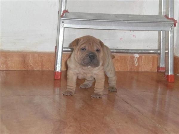 Camada de Shar pei - Madrid