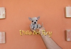 Chihuahua Toy Hembra - mejor precio | unprecio.es