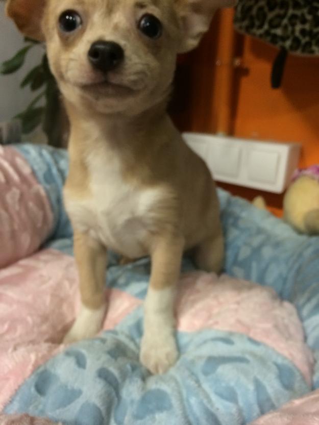 Chihuahuas miniaturas