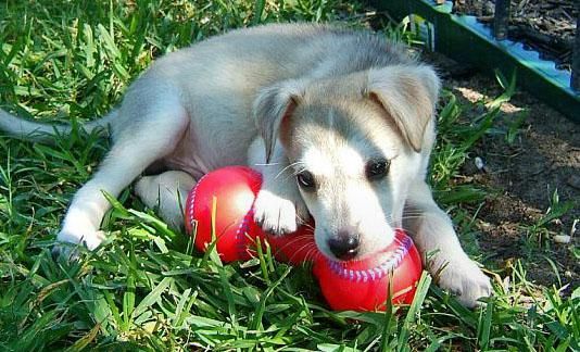 Hombre Siberian Husky Puppy - Hombre Siberian Husky Puppy