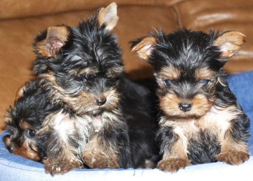 JUGUETONES CACHORROS DE YORKSHIRE TERRIER