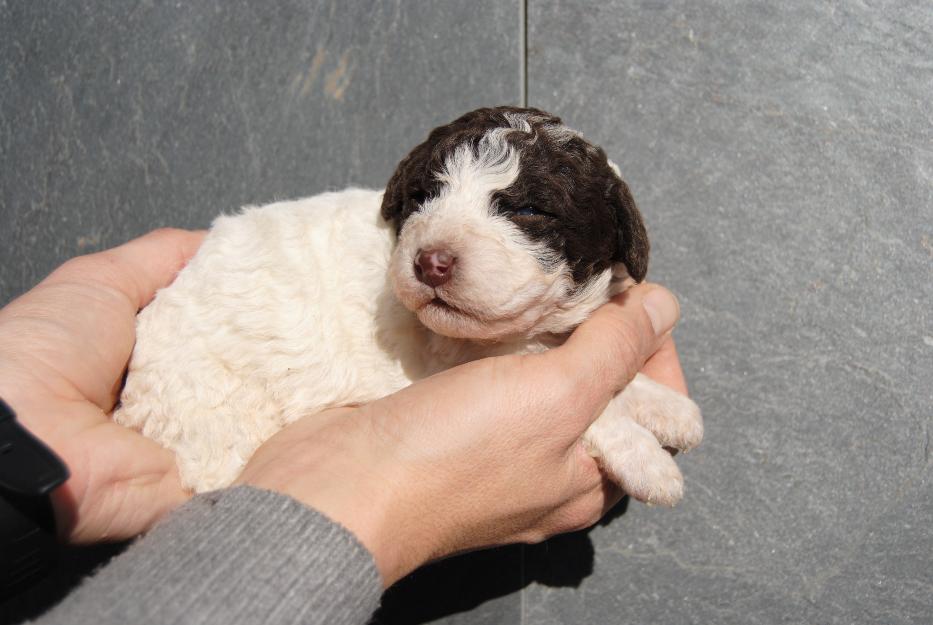 nueva camada de perro de agua español