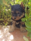 Preciosos Cachorros de Yorkshire, Calidad y garantia - mejor precio | unprecio.es