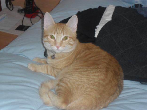 REGALO GATO DE 8 MESES . SABADELL