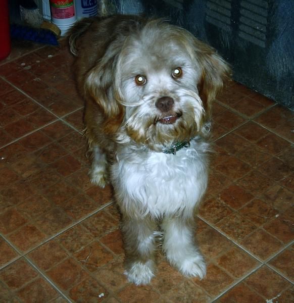 Regalo Perrito abandonado