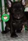 Tu Bulldog francés al mejor precio ¡preciosos - mejor precio | unprecio.es