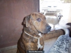 vendo 9 cachorros preciosos - mejor precio | unprecio.es