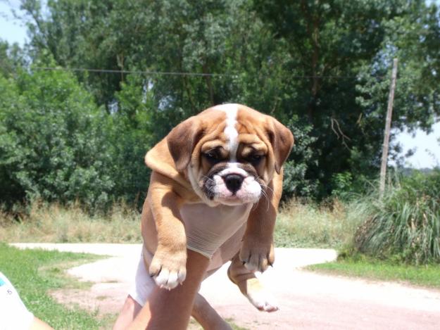 cachorros bulldog inglés