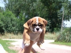 cachorros bulldog inglés - mejor precio | unprecio.es