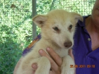 Alaskan Malamute, cachorros en venta. - mejor precio | unprecio.es