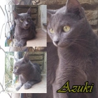 AZUKI. Gatita azul de 8 meses en adopción. - mejor precio | unprecio.es