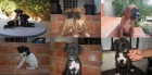 BOXER CACHORROS DISPONIBLES LEONADOS Y ATIGRADOS - mejor precio | unprecio.es