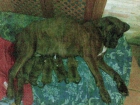 BOXER - CAMADA CACHORROS - CIUDAD REAL - mejor precio | unprecio.es