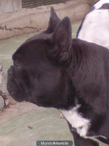 Cachorra de Buldog Francés