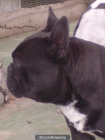 Cachorra de Buldog Francés - mejor precio | unprecio.es