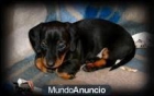 cachorro macho de mini teckel - mejor precio | unprecio.es