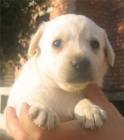 cachorros LABRADOR RETRIEVER con PEDIGREE - mejor precio | unprecio.es
