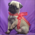 Camada de Carlinos Pug - mejor precio | unprecio.es