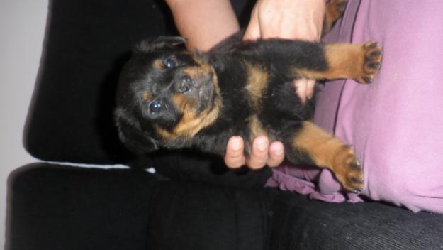 CAMADA DE ROTTWEILERS