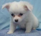 Chihuahua miniatura de pelo largo hembrita - mejor precio | unprecio.es