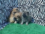 chow chow excelentes cachorros
