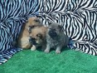 chow chow excelentes cachorros - mejor precio | unprecio.es