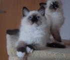 Gatitos Ragdoll Disponibles - mejor precio | unprecio.es