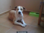 hola busco hogar - mejor precio | unprecio.es