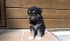 Regalo cachorros de perro. - mejor precio | unprecio.es