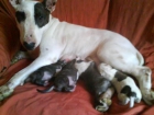 Se venden 2 cachorros de a Bull Terrier,nacidos el 30 de mayo de2009 - mejor precio | unprecio.es