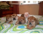 SE VENDEN CACHORROS DE YORKSHIRE TERRIER, SHARPEI,DALMATA,BOXER,FOX TERRIER,COCKER INGLES,CHIHUHUAS... - mejor precio | unprecio.es
