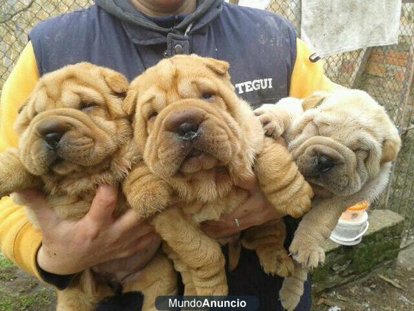 Shar-Peis en venta