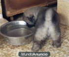 Ultimos cachorros eurasier - mejor precio | unprecio.es