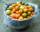 venta de naranjas y mandarinas a muy buen precio - mejor precio | unprecio.es