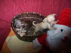300E chihuahuas una moneria - mejor precio | unprecio.es