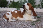 basset hound - mejor precio | unprecio.es