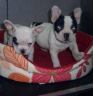 Bulldog Francés - mejor precio | unprecio.es