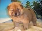 CACHORRITOS DE CHOW CHOW , PRECIOSOS 450 EUROS