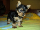 CACHORRITOS DE YORKSHIRE TERRIER 400 E - mejor precio | unprecio.es