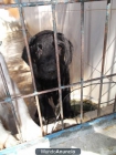 cachorro la malasuerte le persigue, esta en la perrera - mejor precio | unprecio.es