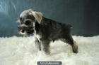 Cachorros de Schnauzer miniatura, negros de primera calidad - mejor precio | unprecio.es