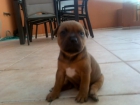 Camada de Staffordshire Bull Terrier - mejor precio | unprecio.es