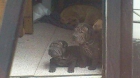 Excelentes cachorros de shar pei orientales - mejor precio | unprecio.es