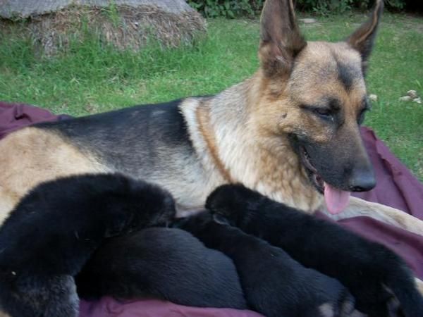 Impresionantes Cachorros de Pastor aleman con dos meses