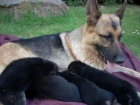 Impresionantes Cachorros de Pastor aleman con dos meses - mejor precio | unprecio.es