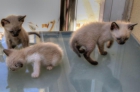 regalo gatitos siameses - mejor precio | unprecio.es